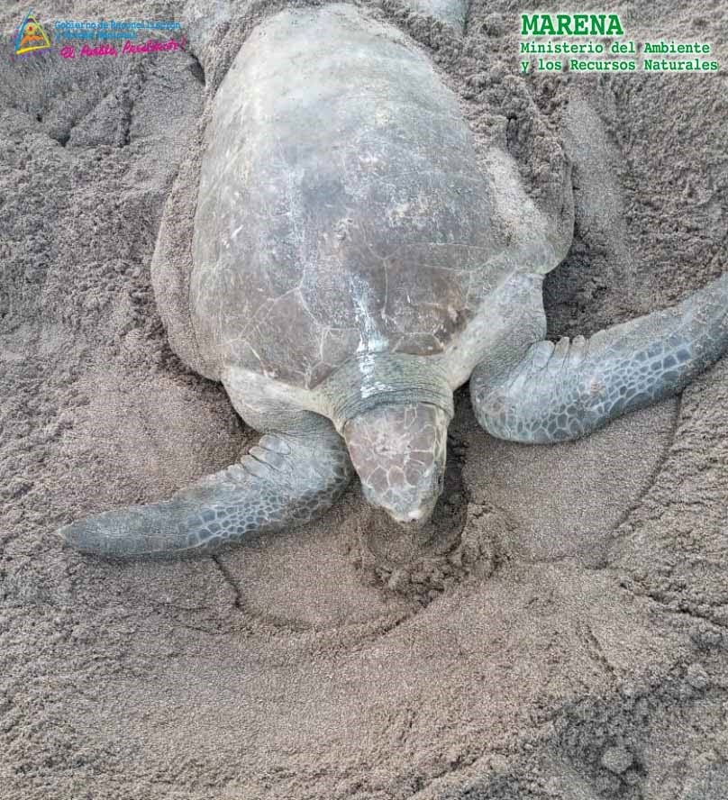 TORTUGA